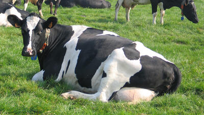 Foto van liggende koe in de weide