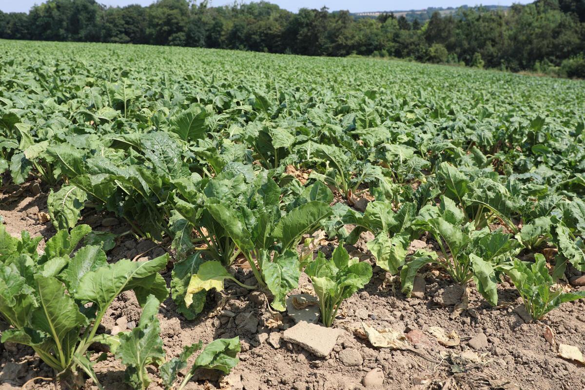 Productiegegevens Suikerbiet | Landbouw & Visserij