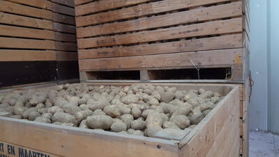 foto van geoogste aardappelen