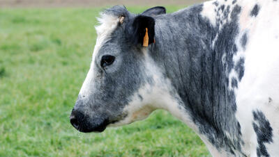 Foto van een koe (Belgisch witblauw)