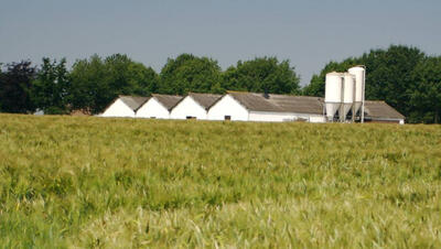 foto van graanveld met landbouwbedrijf op achtergrond