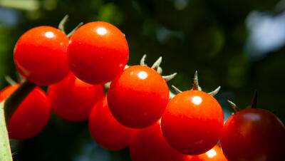 foto van tomaten