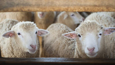 Foto van schapen in de stal