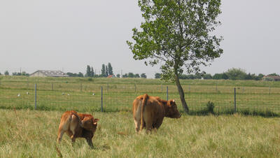 Foto van Limousin-koeien in de wei