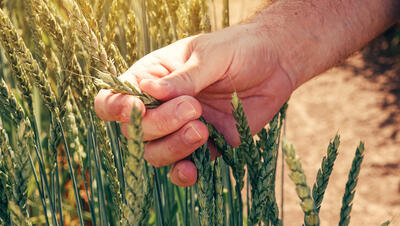 Landbouwer die graanspriet vastneemt