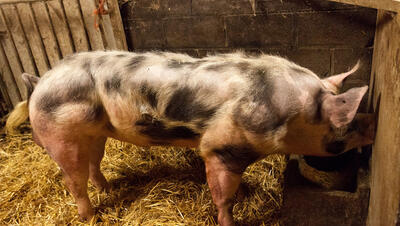 Foto van een varken