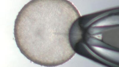 Microscopische foto van een paardenembryo