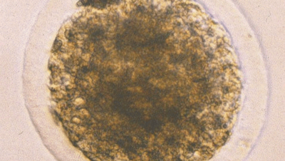 Embryo van een rund