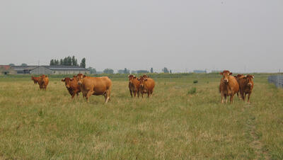 Limousin koeien in de weide