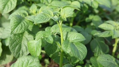 Detail van aardappelplant