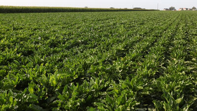Veld met suikerbieten
