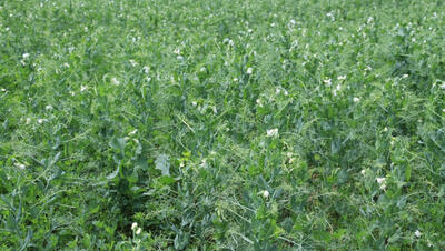 Foto van voedererwten