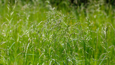 Foto van Rietzwenkgras (Shutterstock)